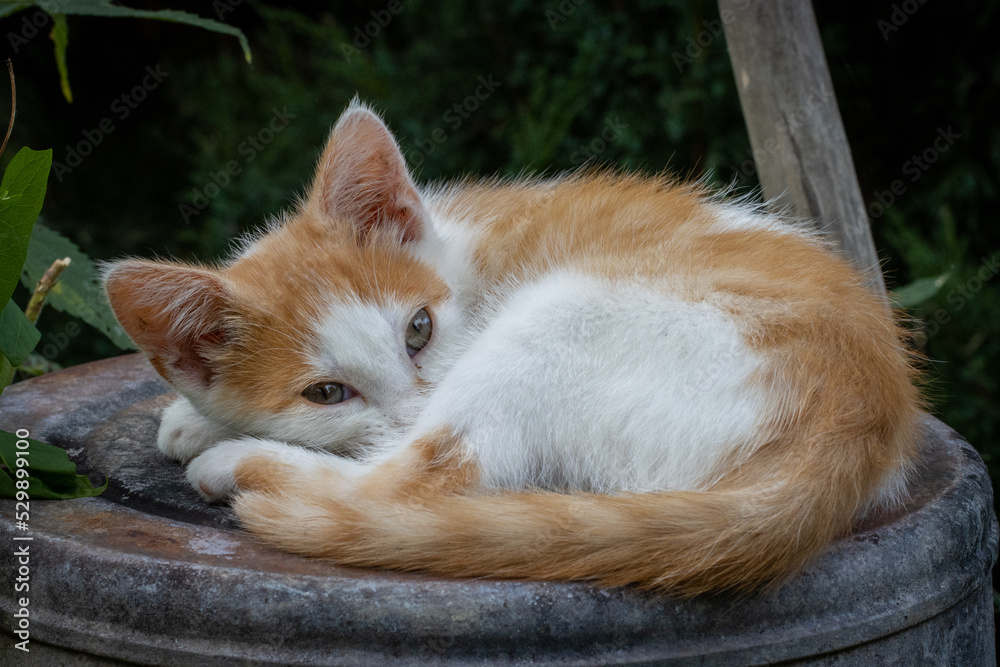 Cute kitten snoozing in natural farm setting Cute kitten snoozing in natural farm setting