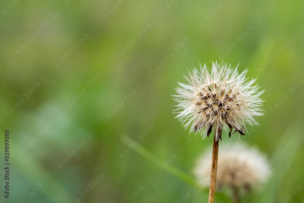 Fluffy dandelion flower with smooth background Fluffy dandelion flower with smooth background