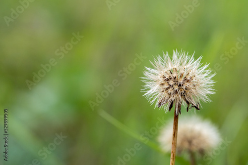 Fluffy dandelion flower with smooth background