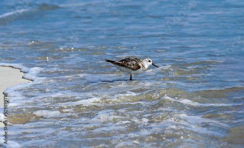 Sanderling on beach