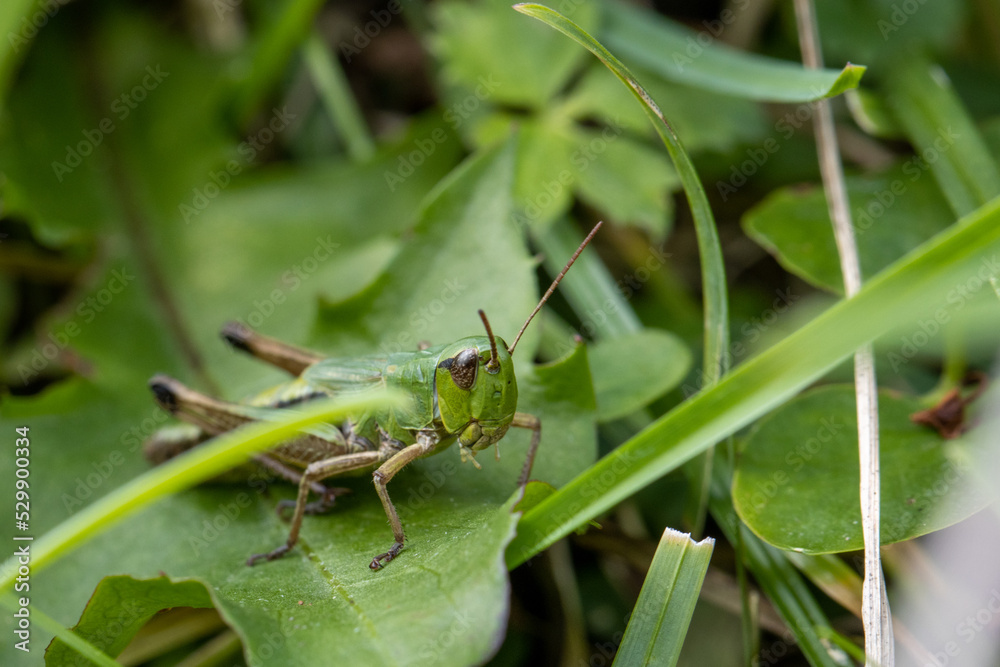 Green grashopper in subcarpathian farm field Green grashopper in subcarpathian farm field