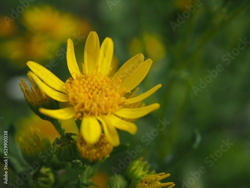 Polny, żółty mały kwiatek