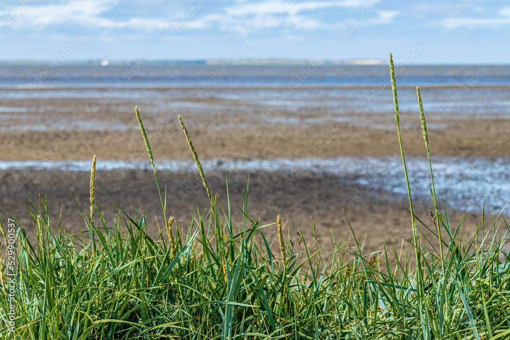 gräser mit dem wattenmeer während ebbe im hintergrund