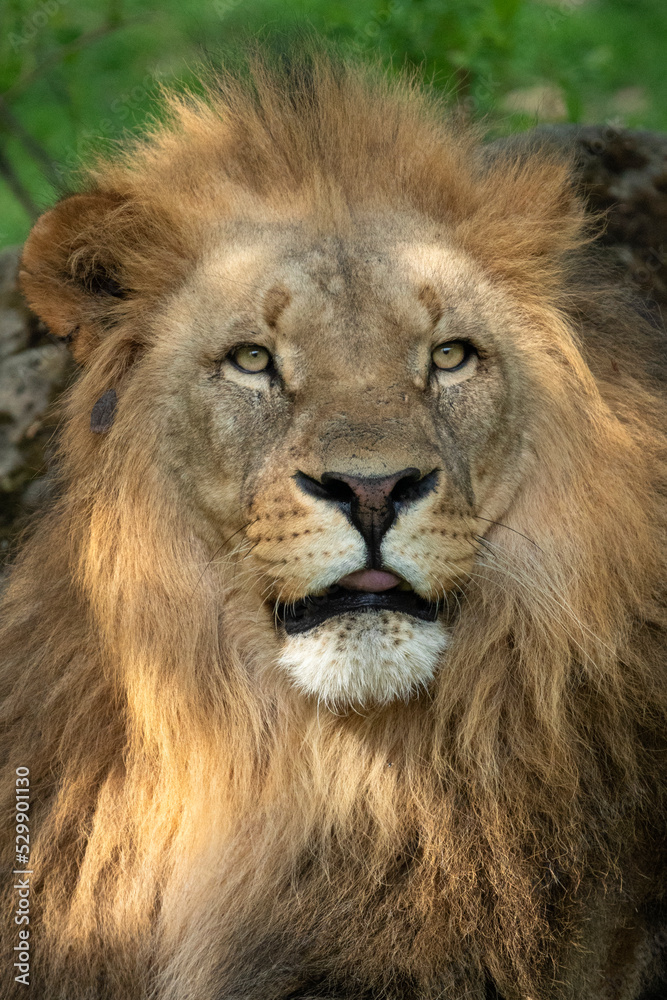 Katanga Lion or Southwest African Lion, panthera leo bleyenberghi. Head Close Up. Natural Habitat. Big lion with dark mane in the green grass in the savanna.Portrait of an african lion in the green.