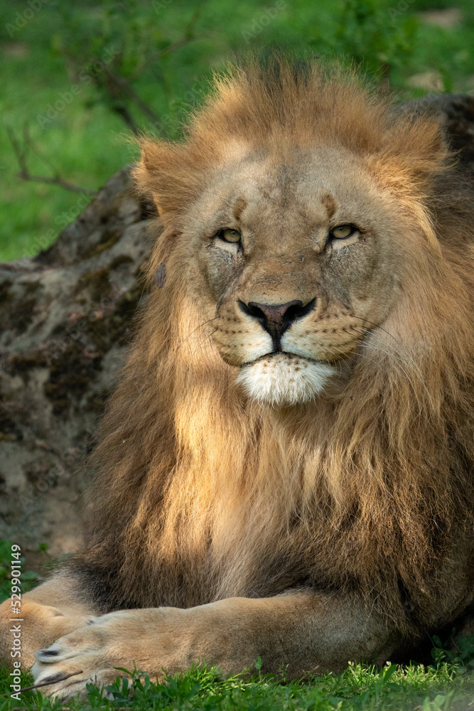 Katanga Lion or Southwest African Lion, panthera leo bleyenberghi. Head Close Up. Natural Habitat. Big lion with dark mane in the green grass in the savanna.Portrait of an african lion in the green.