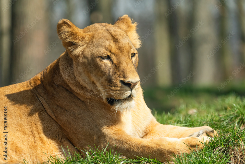 Katanga Lion or Southwest African Lion, panthera leo bleyenberghi. Head Close Up. Natural Habitat. Big lion with dark mane in the green grass in the savanna.Portrait of an african lion in the green. Katanga Lion or Southwest African Lion, panthera leo bleyenberghi. Head Close Up. Natural Habitat. Big lion with dark mane in the green grass in the savanna.Portrait of an african lion in the green.