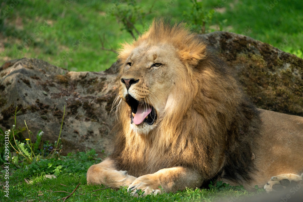 Katanga Lion or Southwest African Lion, panthera leo bleyenberghi. Head Close Up. Natural Habitat. Big lion with dark mane in the green grass in the savanna.Portrait of an african lion in the green. Katanga Lion or Southwest African Lion, panthera leo bleyenberghi. Head Close Up. Natural Habitat. Big lion with dark mane in the green grass in the savanna.Portrait of an african lion in the green.
