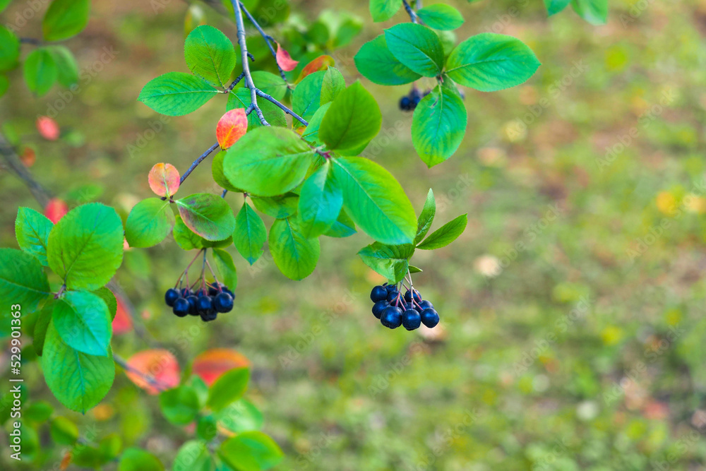 Branches filled with aronia berries, autumn background. Aronia melanocarpa black or Black Chokeberry growing in the garden Branches filled with aronia berries, autumn background. Aronia melanocarpa black or Black Chokeberry growing in the garden