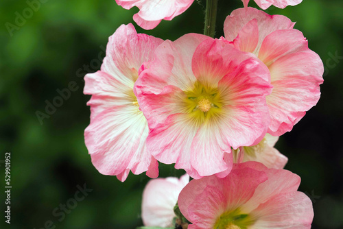Pink and white flowers of hollyhocks blooming in the garden. Hollyhock or Alcea rosea © ANGHI