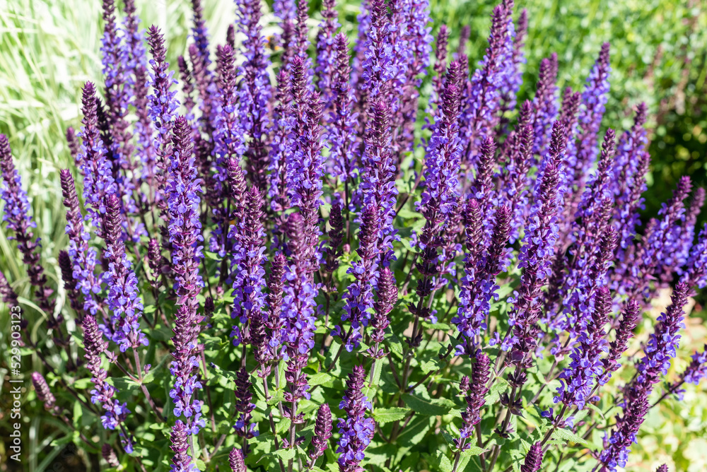 Fototapeta premium Purple flowers of Salvia nemorosa in the summer garden.