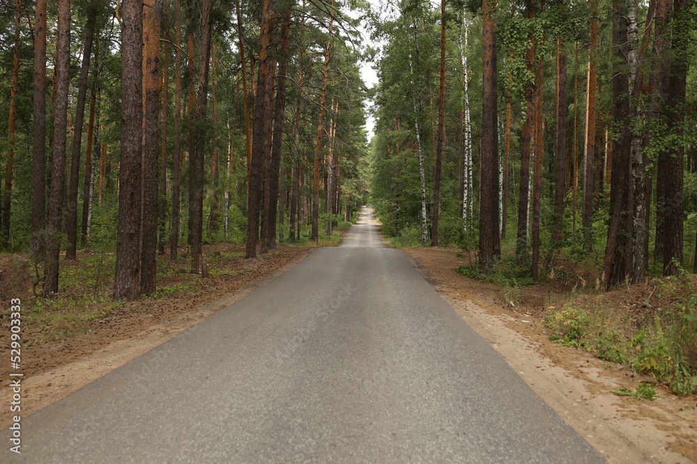 Fototapeta premium road in the woods