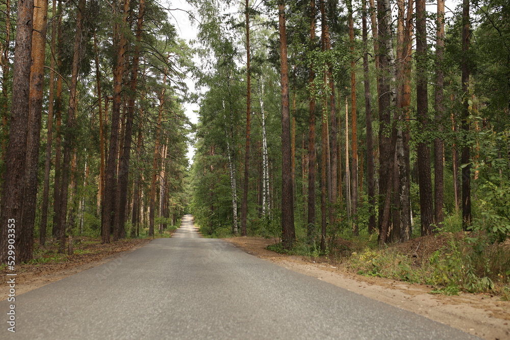 Fototapeta premium road in the woods