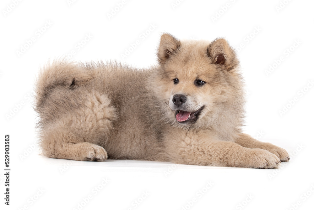 Adorable beige Eurasier puppy