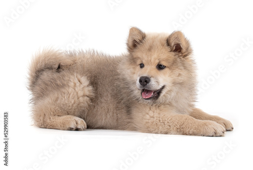 Adorable beige Eurasier puppy © emmapeel34