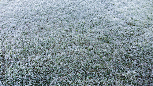 Morning dew froze on a green grass. First frost. Preparing the lawn for wintering. Top view. Copy space. Banner. Late autumn. Conceptual background of weather forecast. Nature detail. Winter season