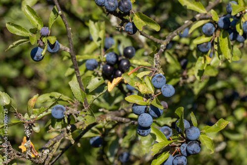 Ripe Prunus spinosa berries on the vine