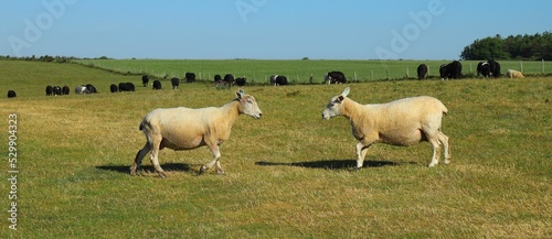 Shot of a group of Texel sheep breed grazing on a grass field