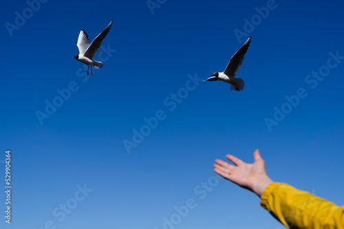 Hand feeding two seagulls with ble sky background