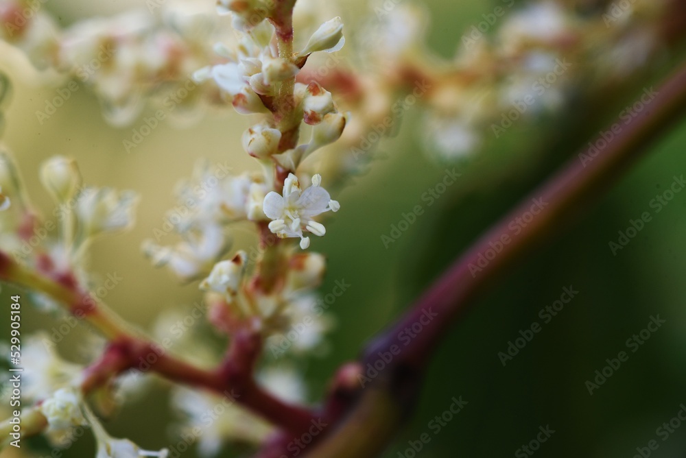Fallopia japonica ( Japanese knotweed ) flowers. Polygonaceae perennial ...