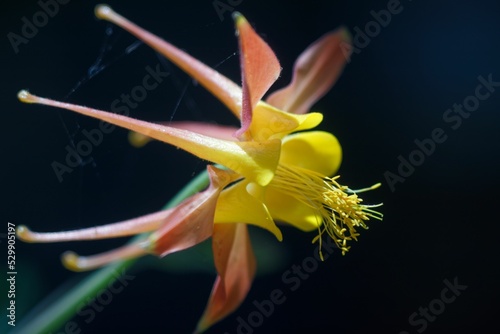 Closeup shot of a Western columbine, Aquilegia formosa from San Luis Obispo