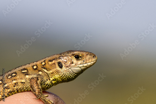 Small lizard on thumb of researcher close up