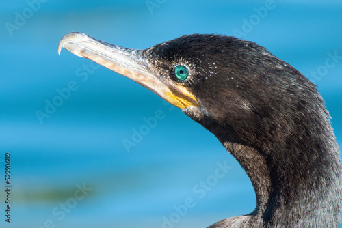 Neotropic Cormorant (Phalacrocorax brasilianus) photo