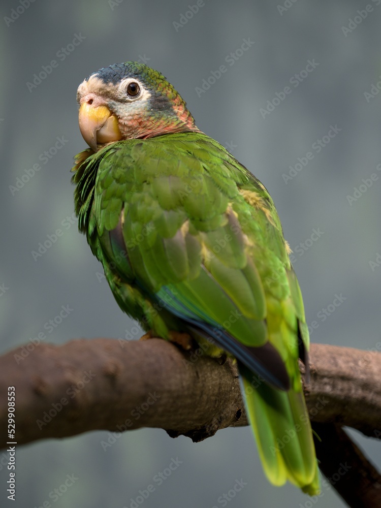 Obraz premium parrot on a branch 