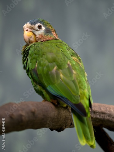 parrot on a branch 