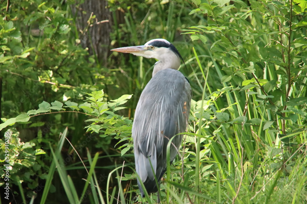 Grey Heron searching for fish or frogs in the water Grey Heron searching for fish or frogs in the water