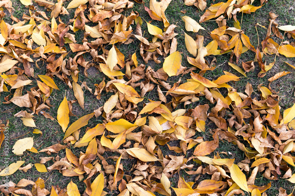 Top view of the ground covered with autumn leaves. Top view of the ground covered with autumn leaves.