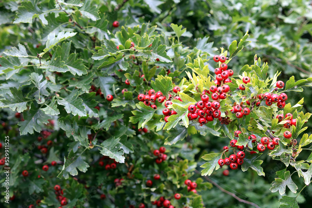 Weißdornbeeren Weißdornbeeren