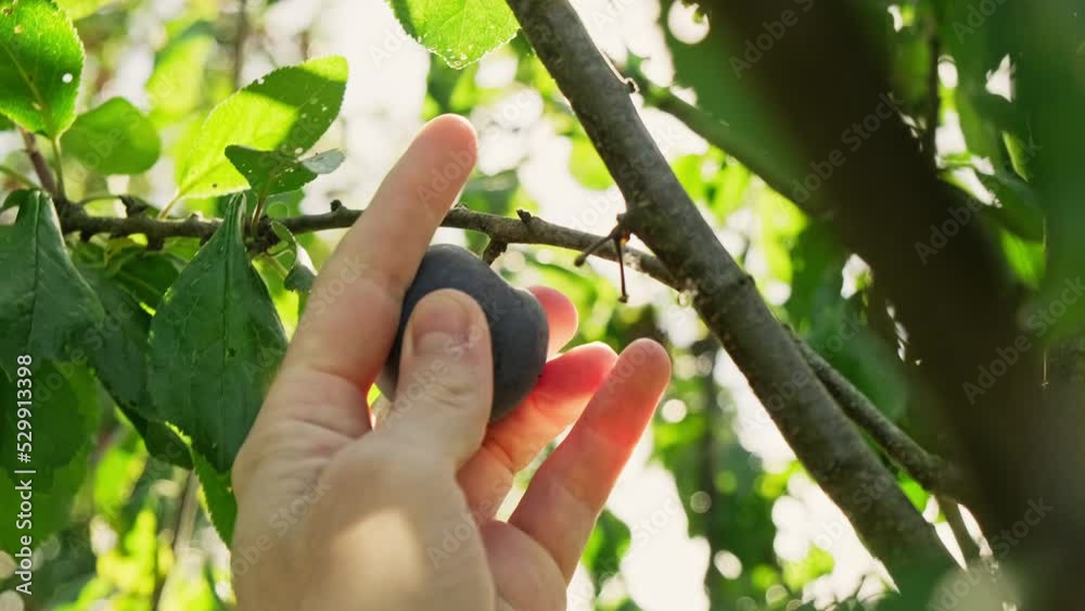 Ripe plum on branch in rays of sunlight. Fresh healthy fruits concept. Natural product. Healthy food. Man picking fruits from tree on plantation. Close-up in 4K, UHD Ripe plum on branch in rays of sunlight. Fresh healthy fruits concept. Natural product. Healthy food. Man picking fruits from tree on plantation. Close-up in 4K, UHD