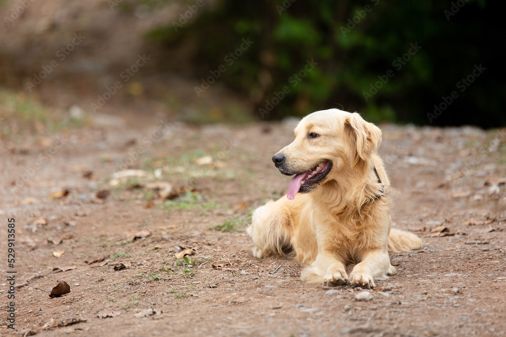 Cute golden retriever is waiting for its owner and wants to play Cute golden retriever is waiting for its owner and wants to play