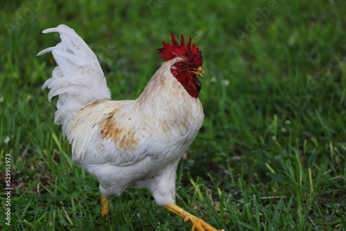 rooster on the grass