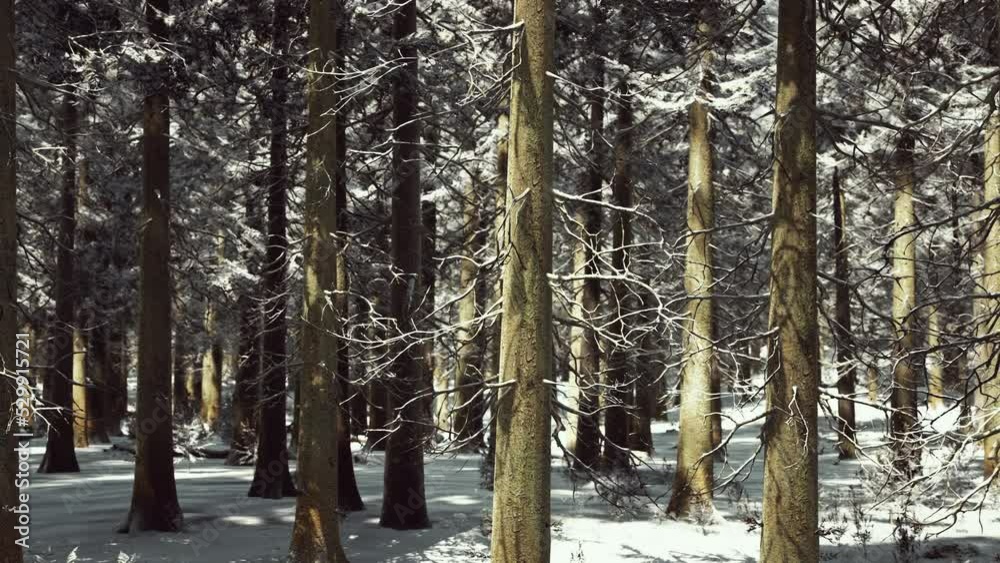Sunset or sunrise in the winter pine forest covered with a snow Sunset or sunrise in the winter pine forest covered with a snow
