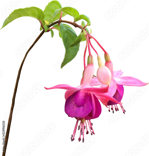 Pink lilac fuchsia feature flowers. Flowers and bud on stem with leaves. Hand drawn realistic art, isolated background. photo