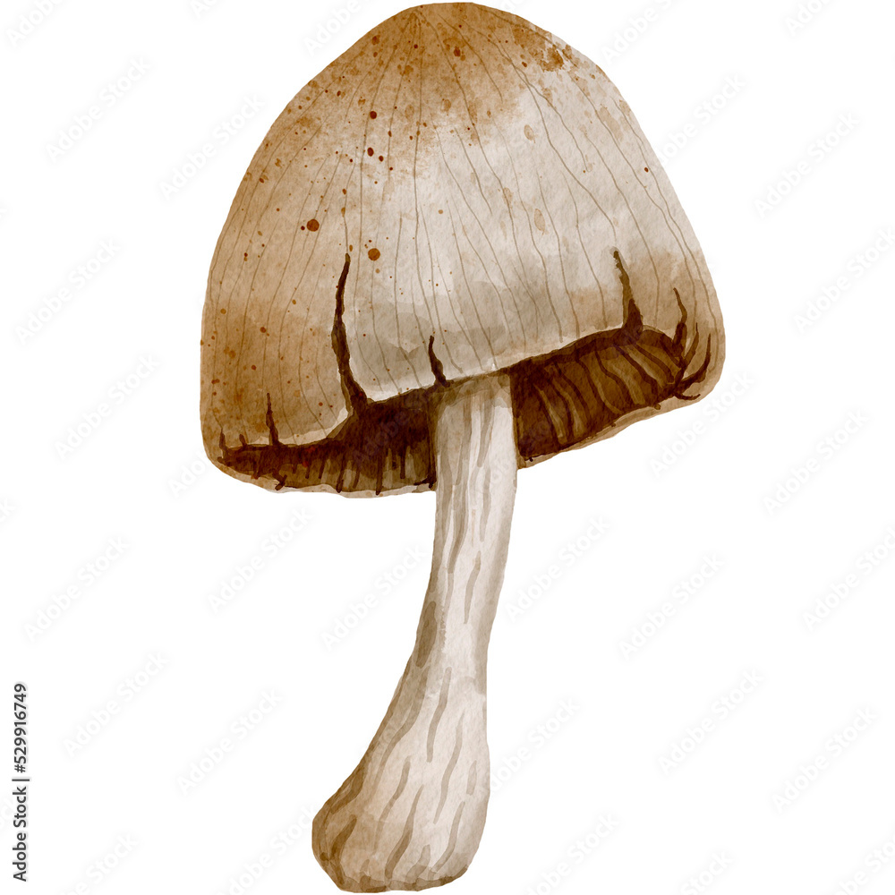 Mushroom pale toadstool. Botanical watercolor. Mushroom pale toadstool. Botanical watercolor.