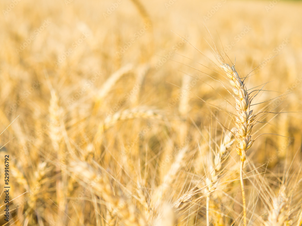 Yellow field of agriculture with ripe wheat, farming Yellow field of agriculture with ripe wheat, farming