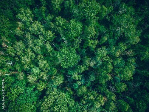 Aerial top view of summer green trees in forest in rural. Drone photography