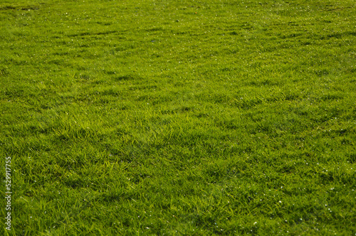 green grass field