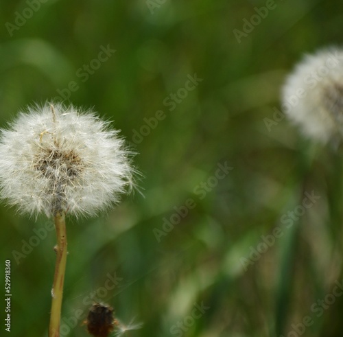 dandelion