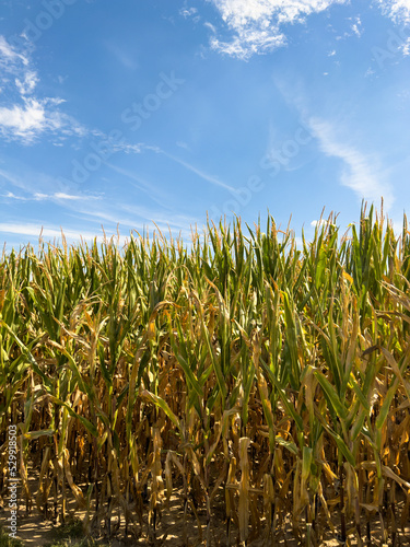 shot of corn field on farm on summer morning