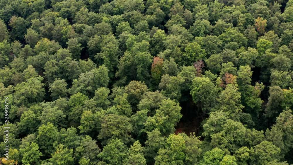 a green deciduous forest from above 4k 30fps video a green deciduous forest from above 4k 30fps video
