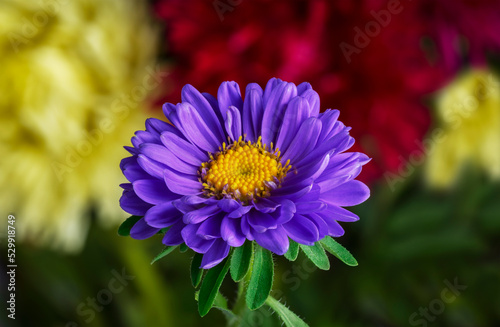 Bouquet of beautiful mixed flowers. Yellow, pink and red flower with green leaves. Unusual original fresh bouquet. photo