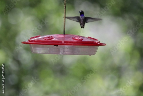 Hummingbird in Arizona 4