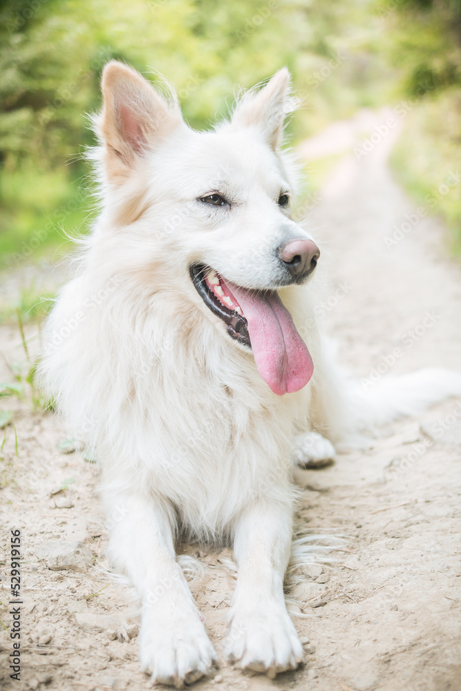 Big white crossbreed dog lying on the ground with tongue out. Happy mixed breed dog male lies in the forest. 
