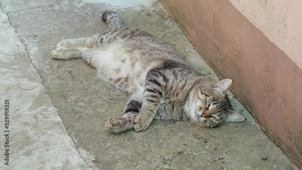 The cat lies on its back and stretches. Striped cat is lying, stretching and yawning. Wakes up and Stretches. The lifestyle of pets as family members. Environmental protection, animals. Cat in nature 