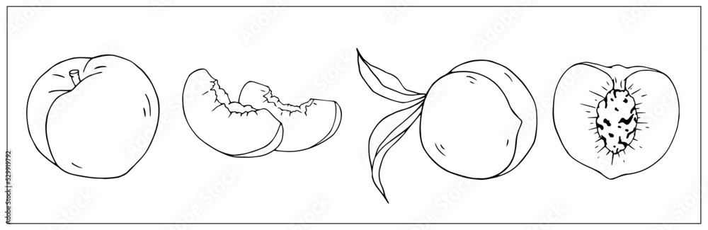 Set of botanical sketches of peach slices and whole fruits. Vector graphics. Set of botanical sketches of peach slices and whole fruits. Vector graphics.