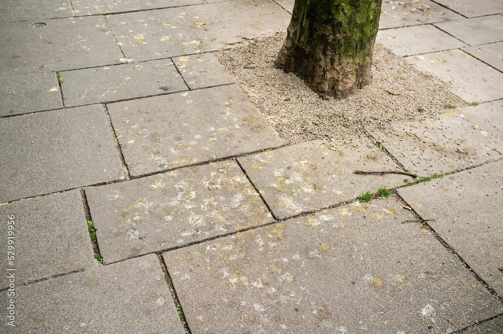 Fototapeta premium city pavement with bird droppings from seagulls