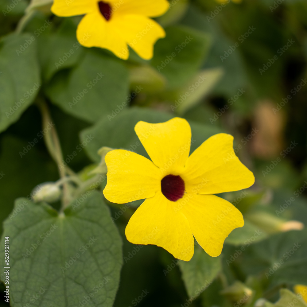 yellow flower yellow flower